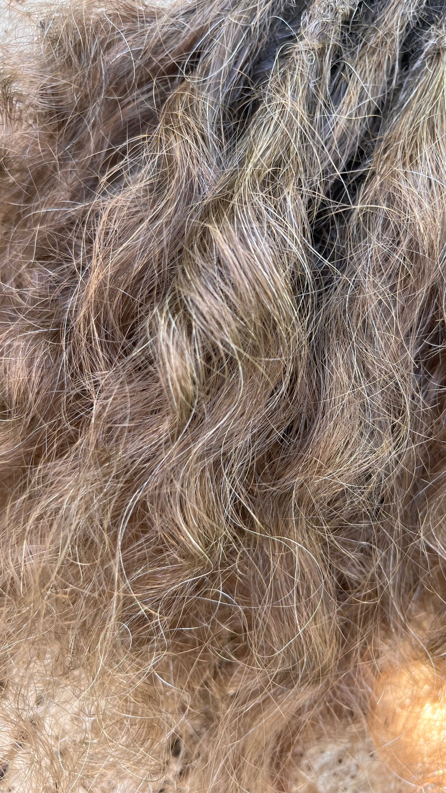 20 Europäische Echthaar Dreadlocks in Mittelbraun 5/C mit gelockten Spitzen